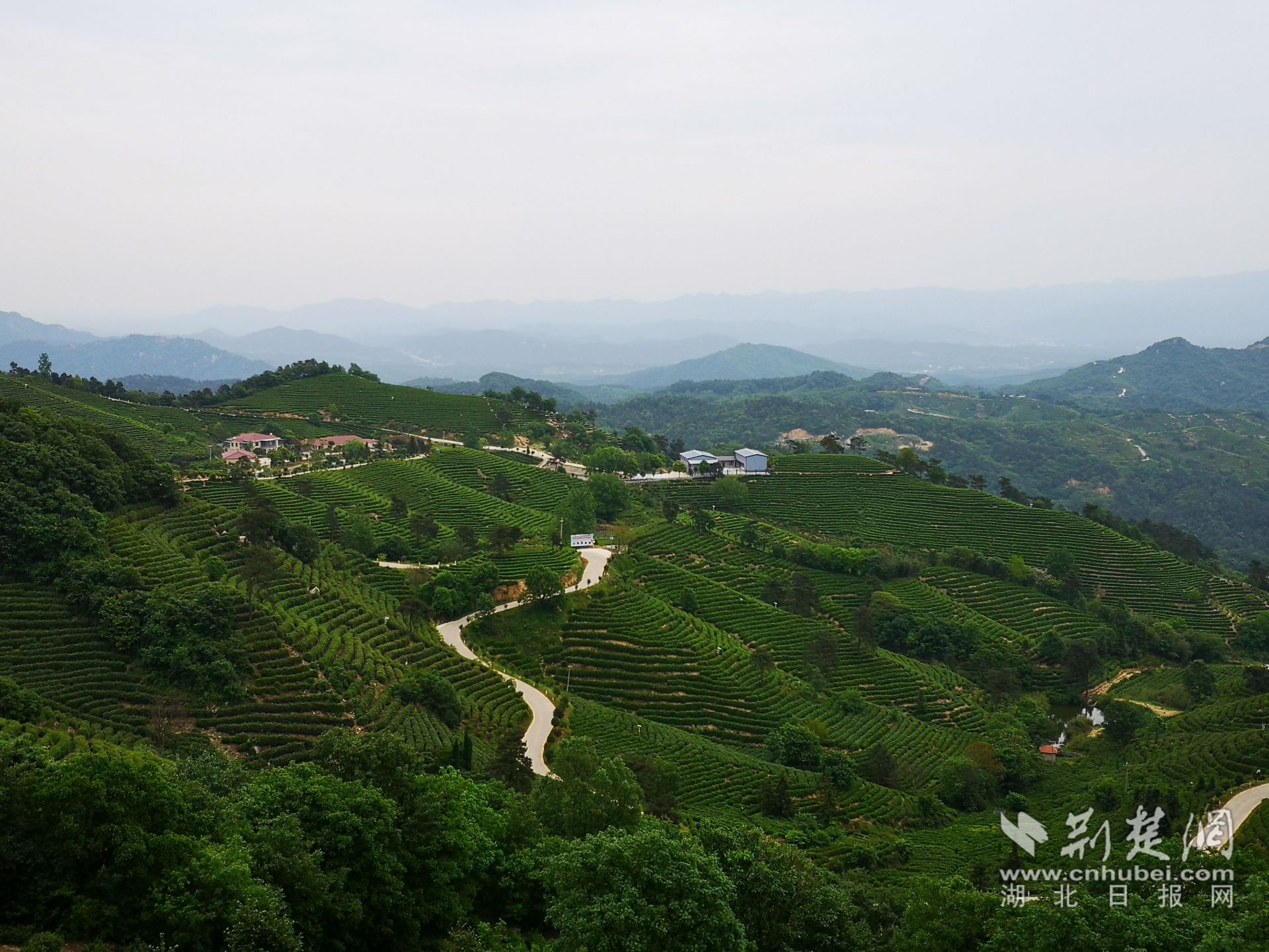 大悟三里城鎮茶園.jpg.jpg