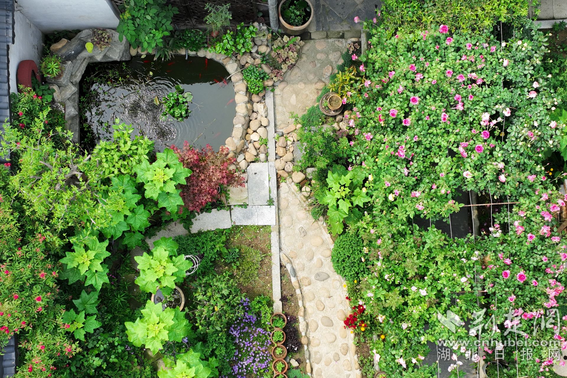 張琴將自家的庭院裝點的郁郁蔥蔥，繁花似錦，可謂一步一景。.jpg.jpg
