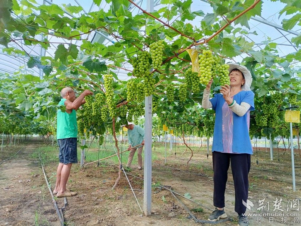 西王村陽光玫瑰葡萄園。通訊員 程愛華 攝.jpg.jpg